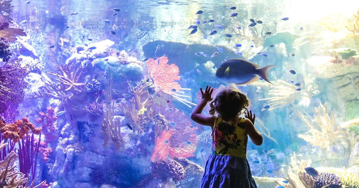 Birch Aquarium Ticket in San Diego Klook United States